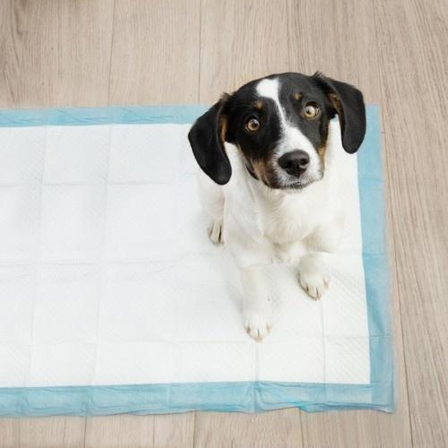 Extra absorberande husdjursskydd 60×40 cm (100 Count) med hundbajspåsar