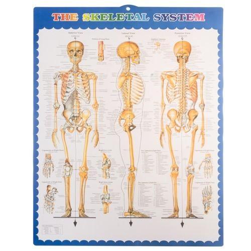 Anatomisk skelettmodell i naturlig storlek med stativ och hjul