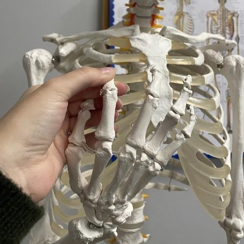 Anatomisk skelettmodell i naturlig storlek med stativ och hjul