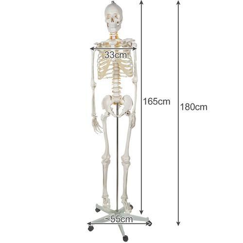 Anatomisk skelettmodell i naturlig storlek med stativ och hjul