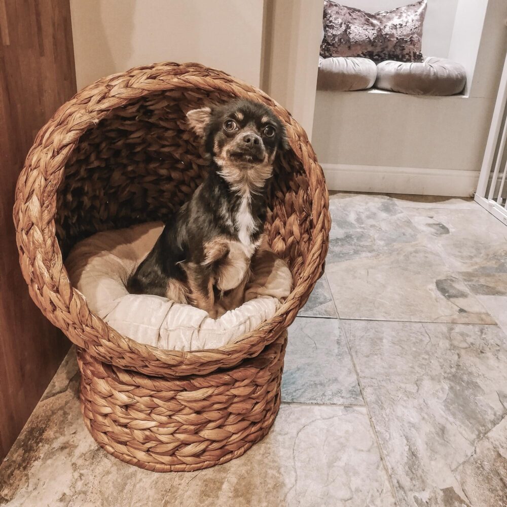 Rotting Cat Cave Bed med vattenhyacintkudde – Modern design, hållbar järnram, mysig och säker tillflyktsort för katter