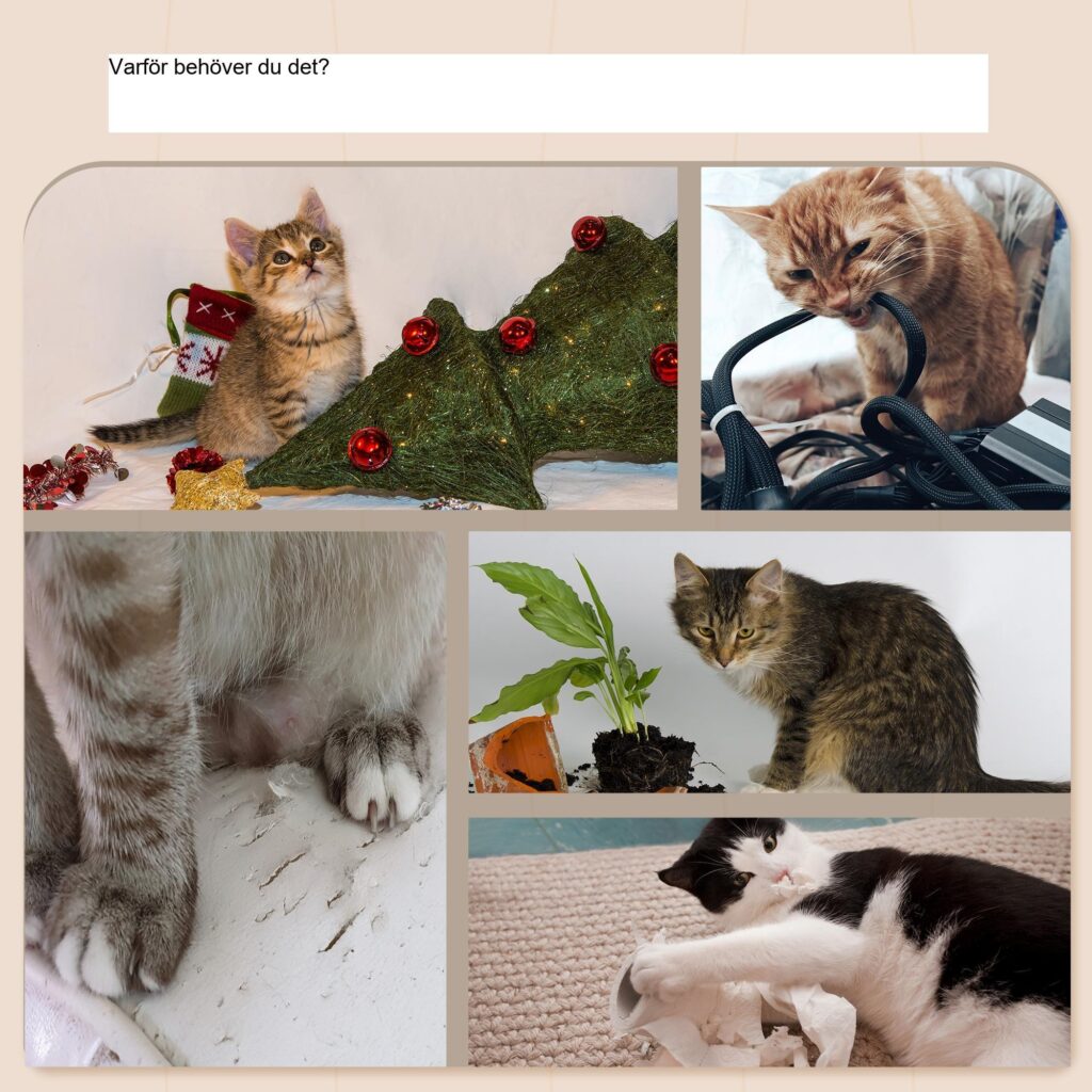 Katt klättervägg set - 3-delade kattmöbler med klösstolpe och stege | Platsbesparande design i furu av hög kvalitet